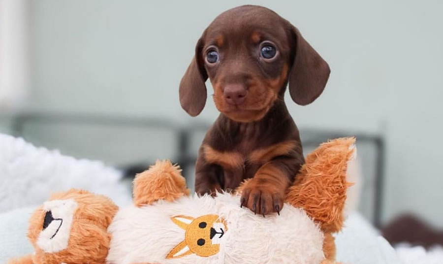 Dachshund Dog Shop Dubai